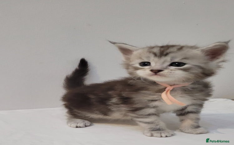 Maine Coon cats Tica registered Maine coon kittens  - Advert 1