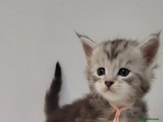 Maine Coon cats Tica registered Maine coon kittens - Advert 5