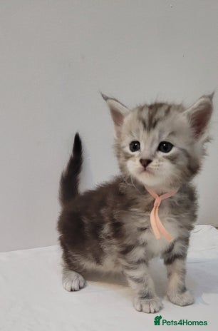 Maine Coon cats Tica registered Maine coon kittens - Advert 1