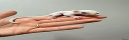 Sugar Glider rodents for sale: Joeys now OOP! 2 available  - Advert 3