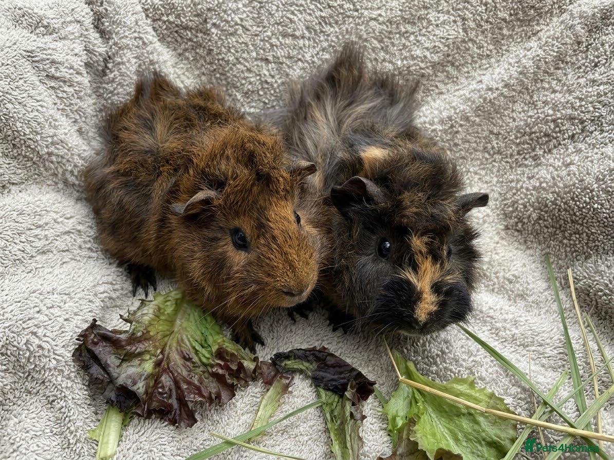 Guinea Pig rodents for sale: Bonded Boar Guinea Pigs Available Now! - Advert 1