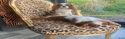 Cavalier King Charles Spaniel dogs for sale: CKCS. CC/DE, EF, PRA & BVA clear. Green Doppler  - Advert 9