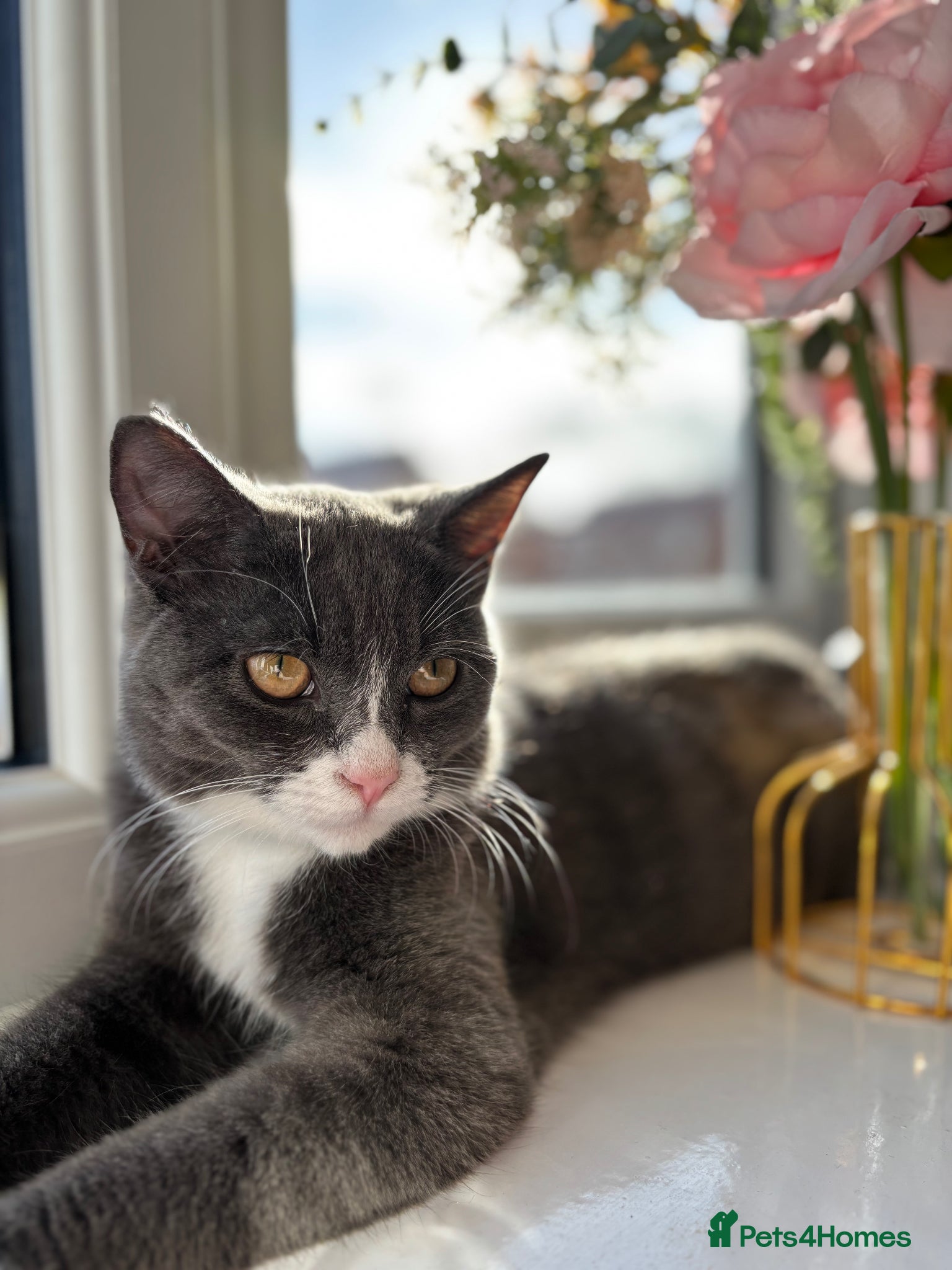 Mixed Breed cats Beautiful British short hair mixed Russianblue cat - Advert 1