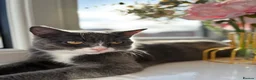 Mixed Breed cats for sale: Beautiful British short hair mixed Russianblue cat - Advert 1