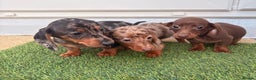 Dachshund dogs for sale: Dapple dachshund  - Advert 5