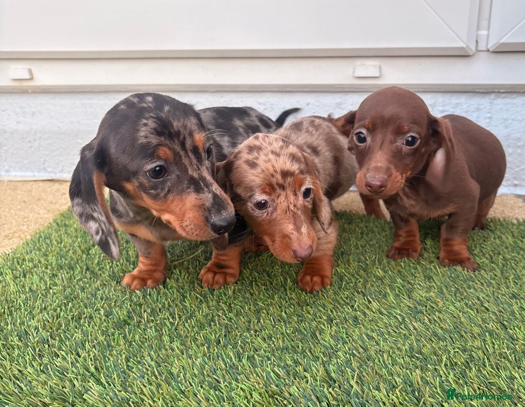 Dachshund dogs for sale: Dapple dachshund  - Advert 5