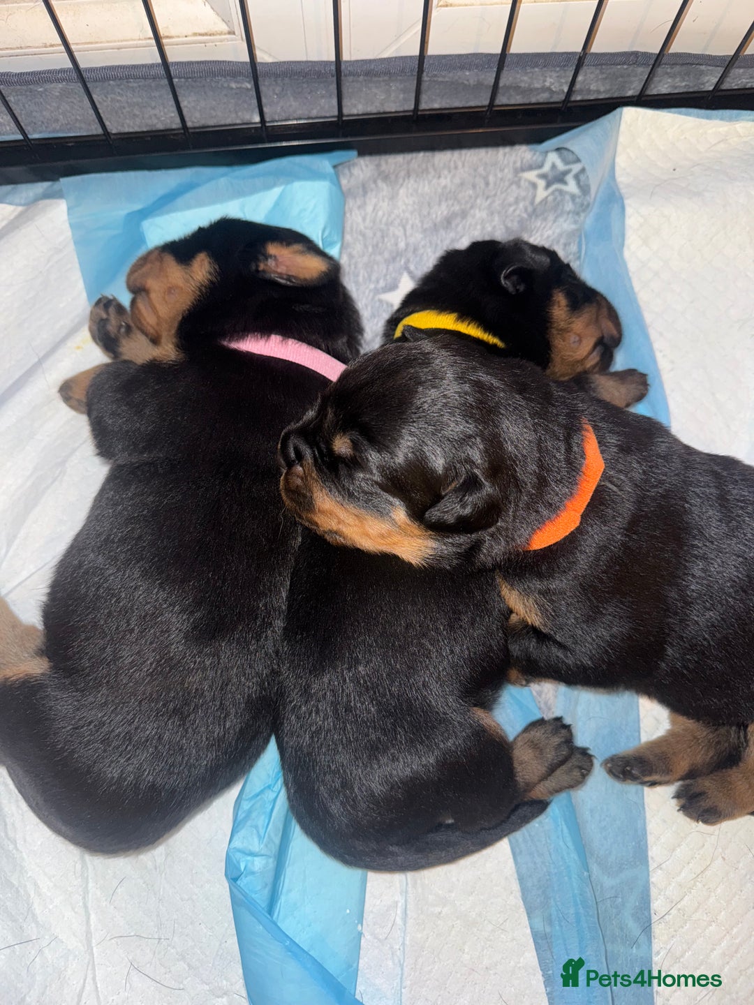 Rottweiler dogs for sale: KC Rottweiler puppies  - Advert 19
