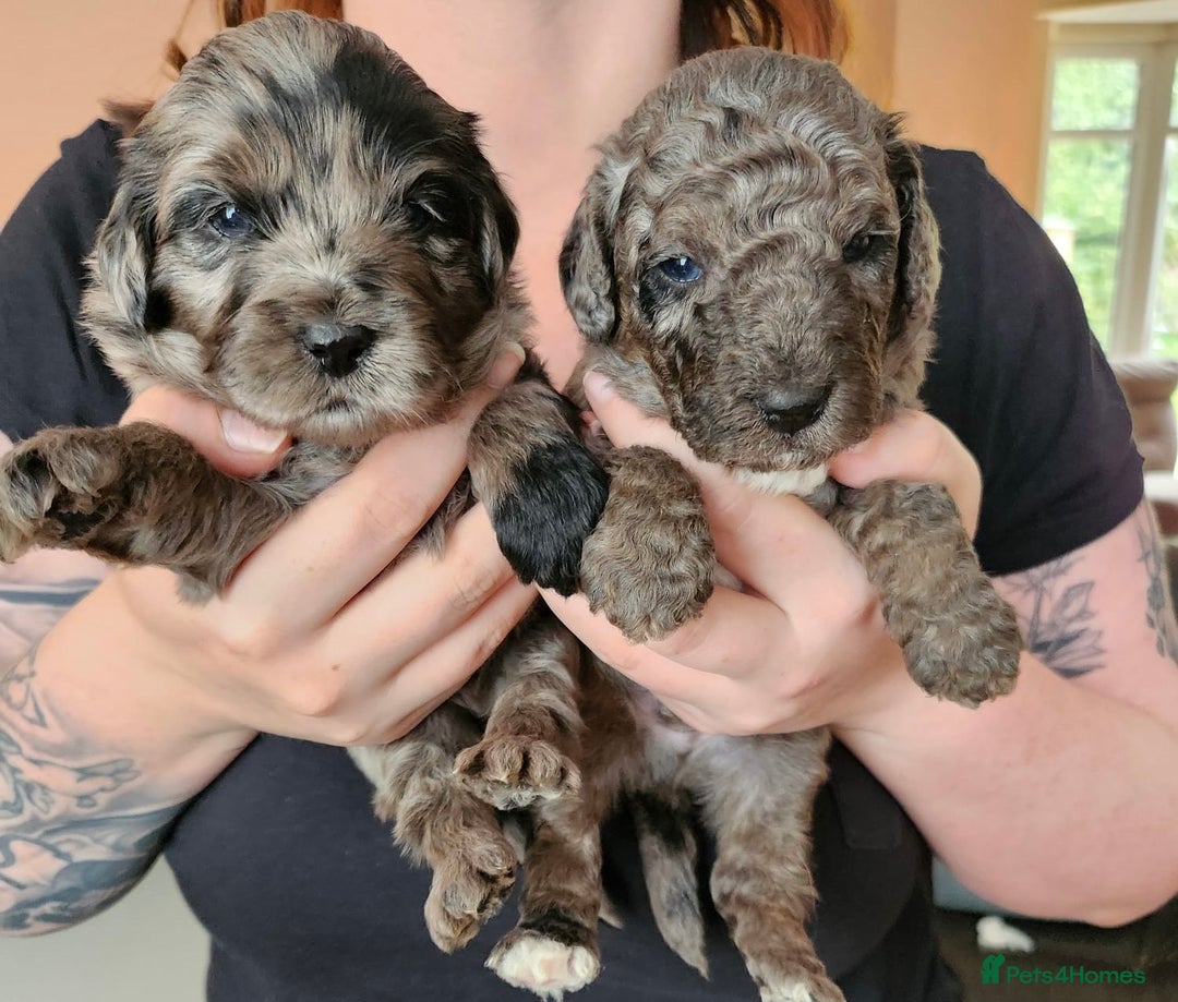 Australian Labradoodle dogs for sale: 💕 Stunning Australian Labradoodles! 💕 - Image 4