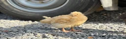 Chickens poultry for sale: Buff Orpington Chicks - Advert 5