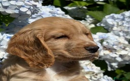 Cocker Spaniel dogs for sale: Stunning KC Reg Working Cocker Spaniels - Image 7