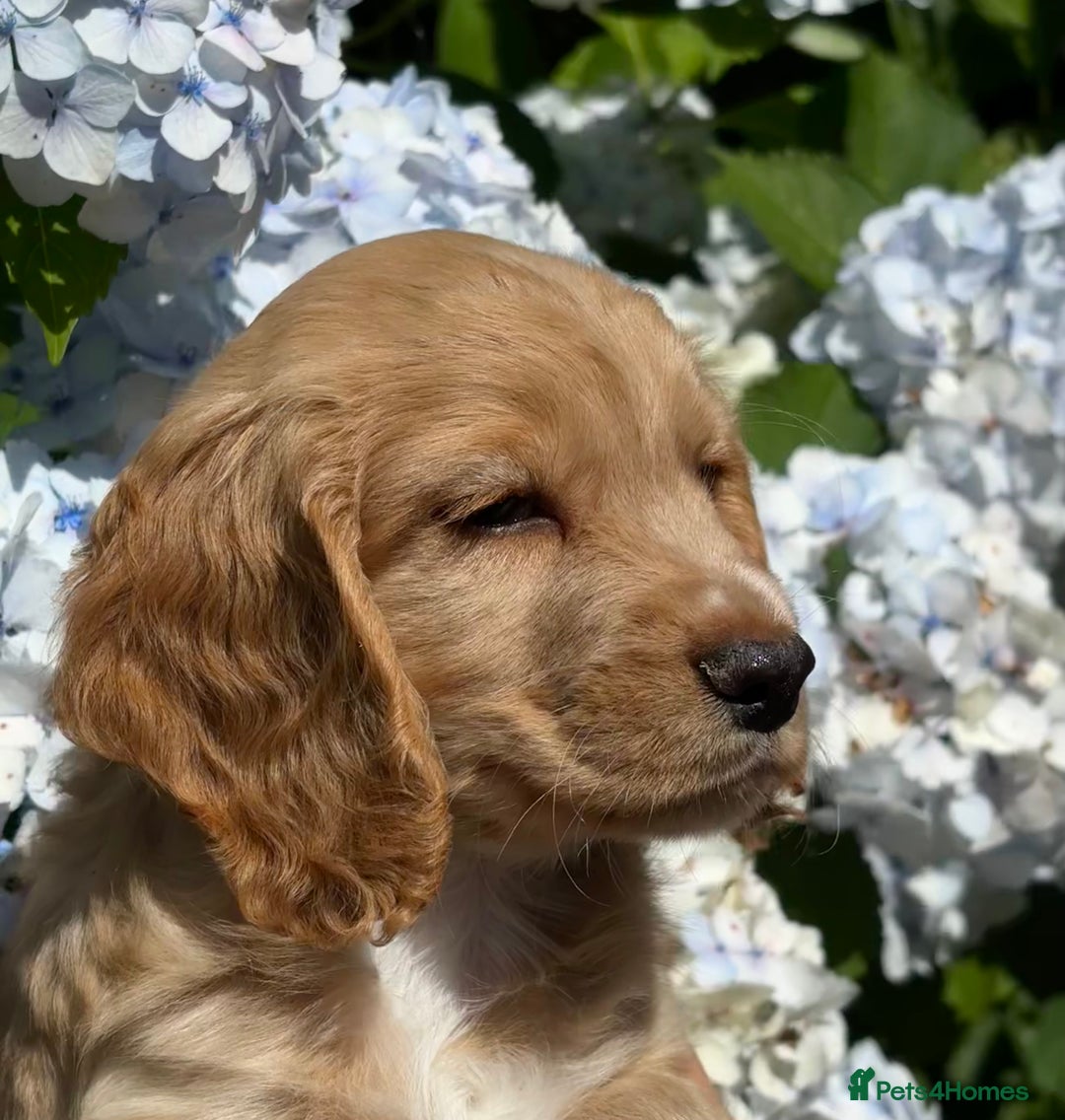 Cocker Spaniel dogs for sale: Stunning KC Reg Working Cocker Spaniels - Image 7