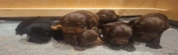 Cocker Spaniel dogs for sale: Working Cocker Spaniel Puppies - Advert 5