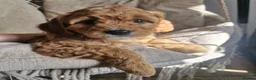 Cavapoo dogs for sale: Stunning Cavapoos - Health Tested Parents ONE LEFT - Advert 3
