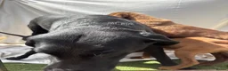 Labrador Retriever dogs for sale: Gorgeous Labrador puppies  - Advert 28