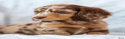 Miniature Dachshund dogs for sale: 🐾 MINIATURE LONG HAIRED DACHSHUND PUPPIES 🐾 - Advert 6