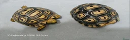Tortoise reptiles for sale: Baby leopard tortoises ready now - Advert 3