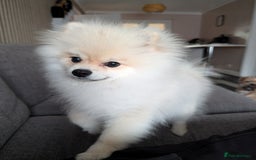 Pomeranian dogs for sale: Rehoming required for our two brothers.  - Image 5