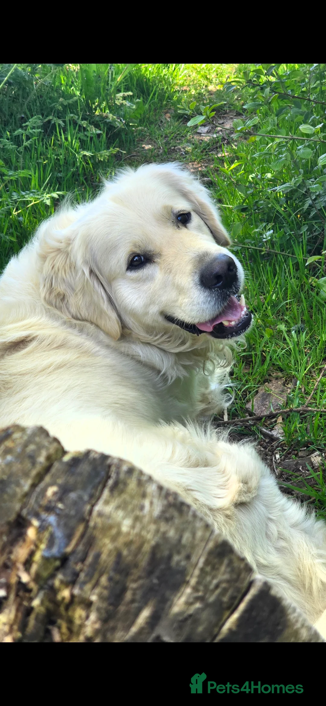 Golden Retriever dogs for sale: KC Registered Golden Retriever Puppies  - Advert 2