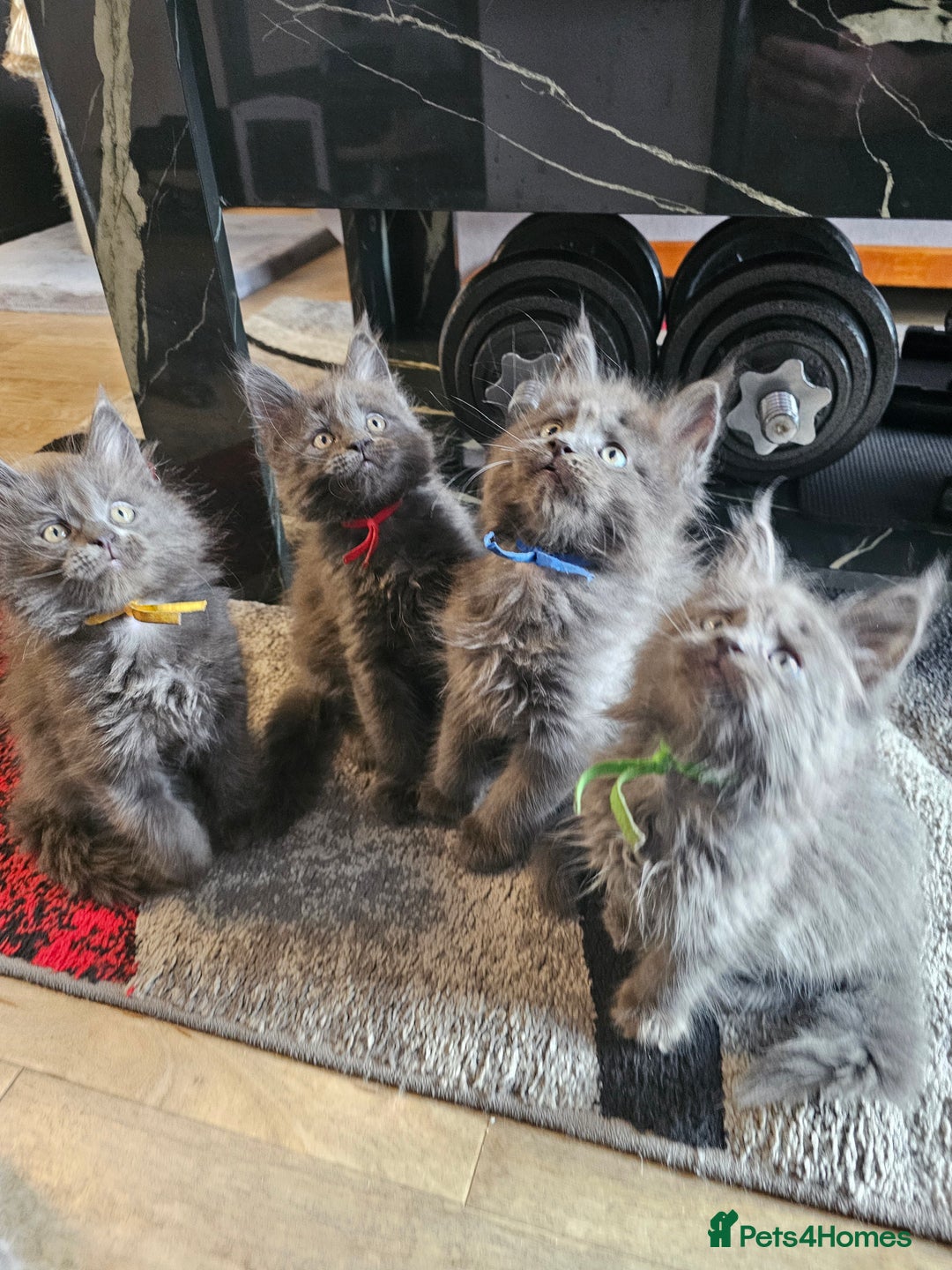 Maine Coon cats for sale: 🔥*STUNNING Litter of 6 Solid*💎*Blue Maine Coon💎 - Advert 5