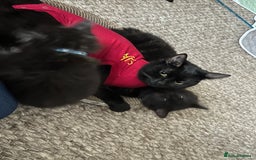 Mixed Breed cats for sale: 2 Black Fluffy Kittens (15wk old brothers) - Image 20