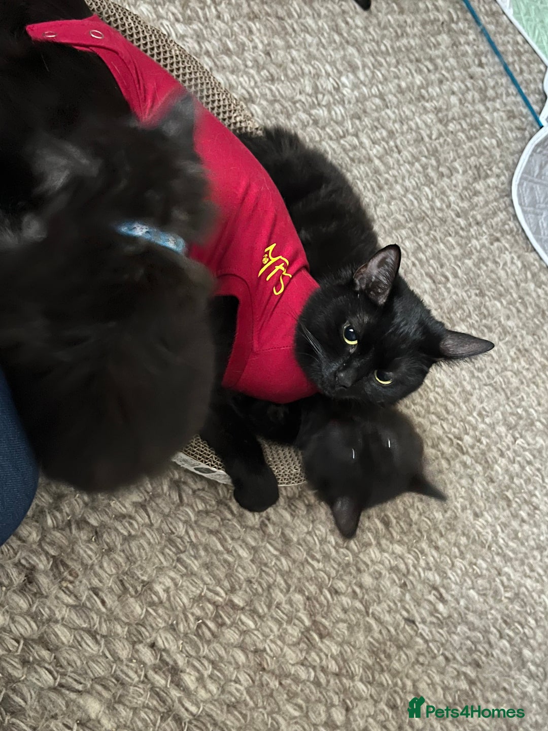 Mixed Breed cats for sale: 2 Black Fluffy Kittens (15wk old brothers) - Image 20