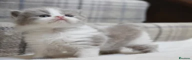British Shorthair 1