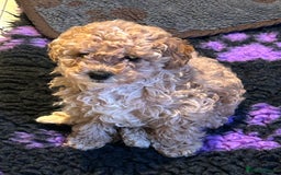 Cockapoo dogs for sale: Miniature cockapoo puppies Merle and Apricot - Image 24