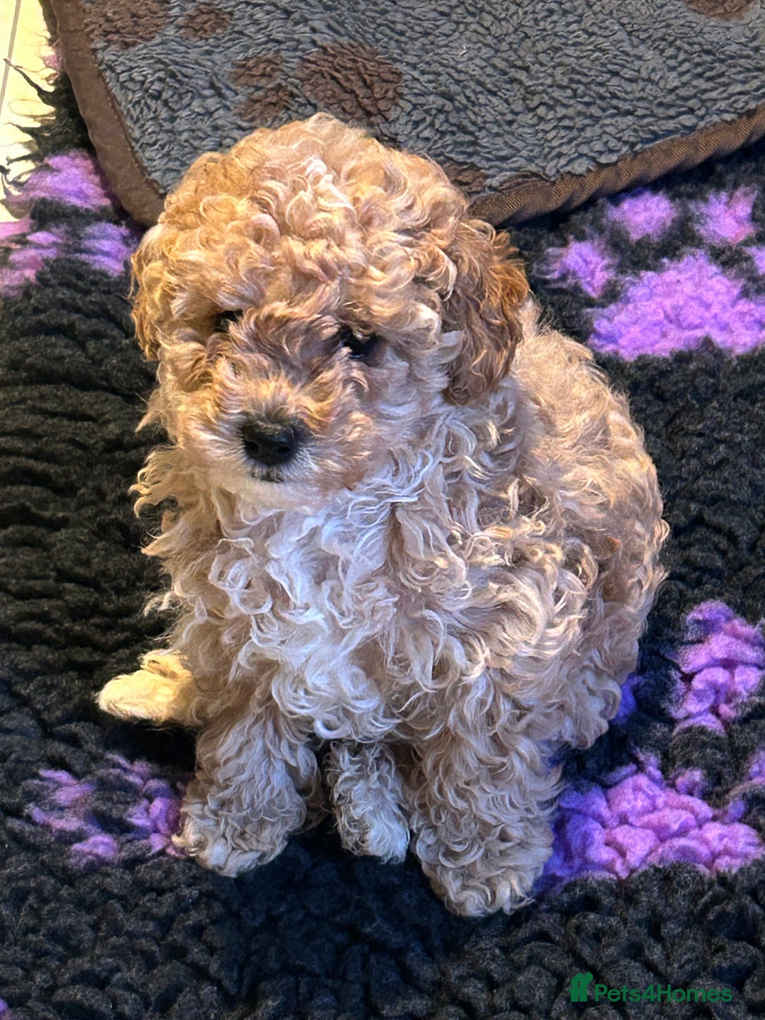 Cockapoo dogs for sale: Miniature cockapoo puppies Merle and Apricot - Image 24