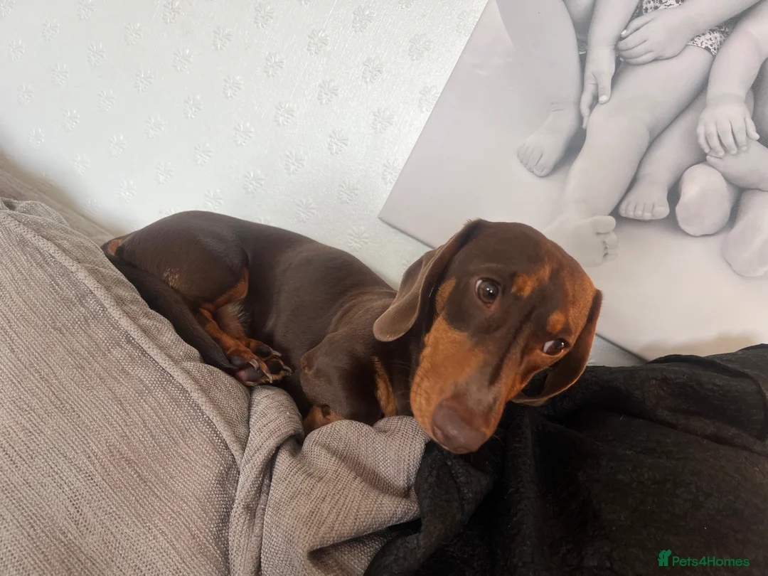 Miniature Dachshund dogs for stud: The handsome Chester  - Advert 2