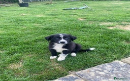 Border Collie dogs for sale: Border collie puppies  - Image 1