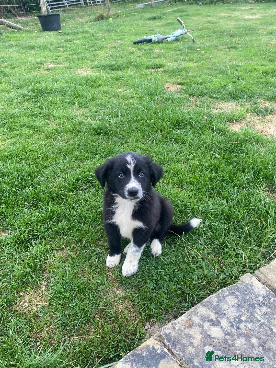 Border Collie dogs for sale: Border collie puppies  - Image 1