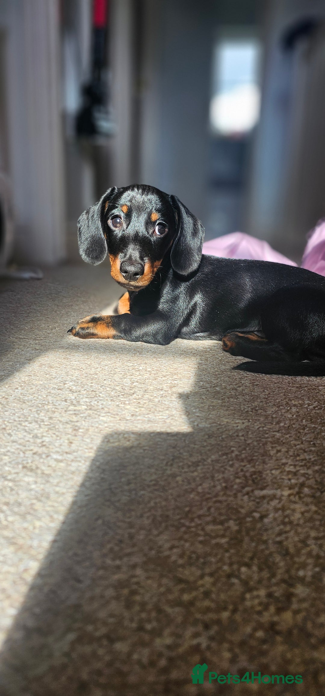 Miniature Dachshund dogs for stud: Miniature Dacshund STUD -FULLY HEALTH & DNA TESTED - Image 9
