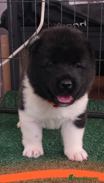 Akita dogs KC registered American Akita puppies - Advert 8