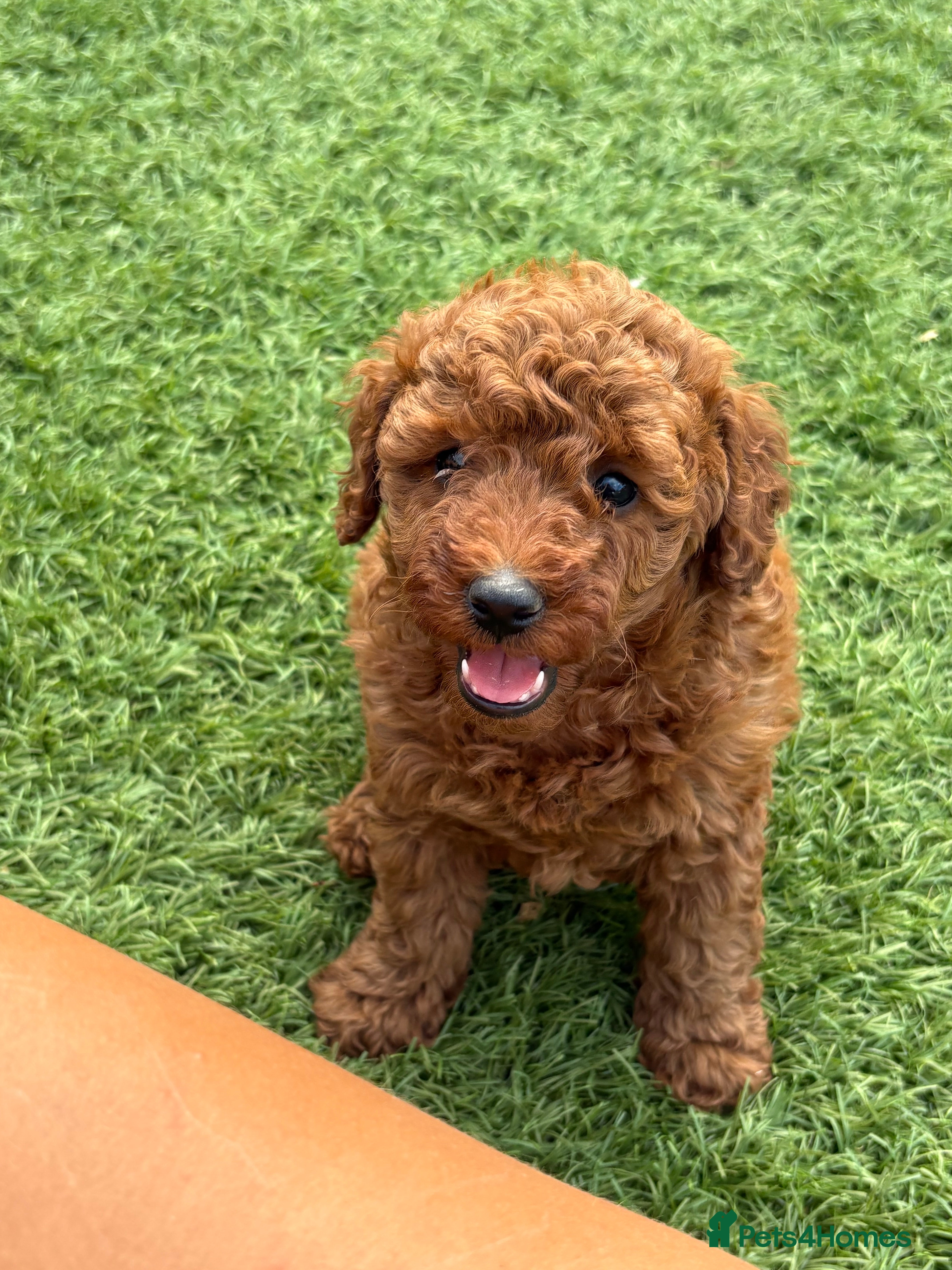 Mixed Breed dogs Beautiful toy x miniature poodles for sale 💙🩷💙 - Advert 2