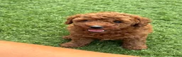 Mixed Breed dogs for sale: Beautiful toy x miniature poodles for sale 💙🩷💙 in Slough - Advert 2