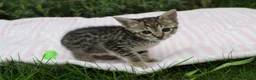 Savannah cats for sale: Highly Spotted F7 Savannah kittens - Advert 10