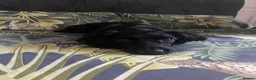 Cocker Spaniel dogs for sale: Black cocker spaniels x2  - Advert 10