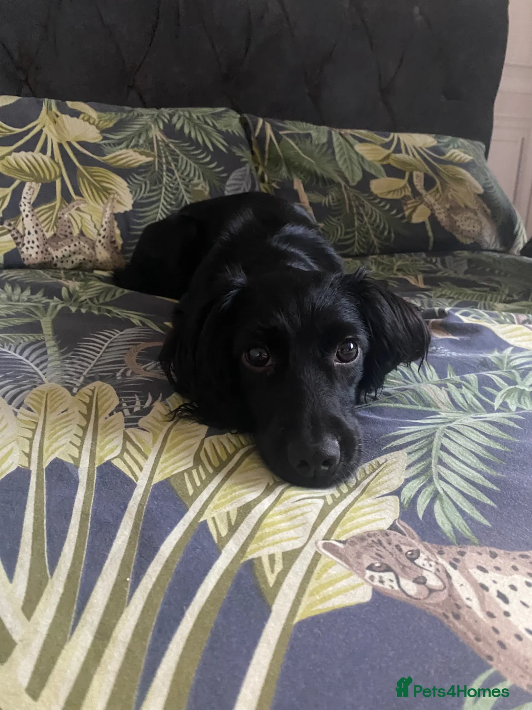 Cocker Spaniel dogs for sale: Black cocker spaniels x2  - Advert 10