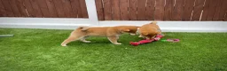 Japanese Shiba Inu dogs for sale: KC registered Japanese Shiba Inu puppies - Advert 11