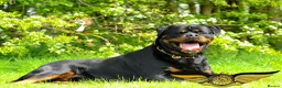 Rottweiler dogs for stud: SUPERB TOP QUALITY KCROTTWEILER FOR STUD **(ACE)** - Advert 3
