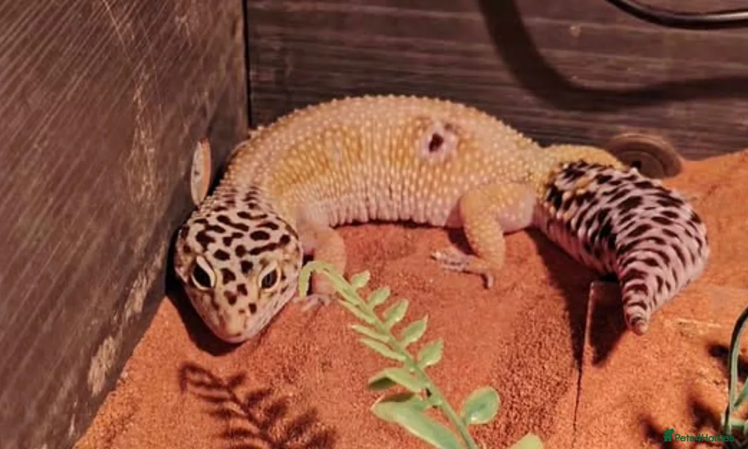 Gecko reptiles for sale: Leopard Gecko - Advert 6
