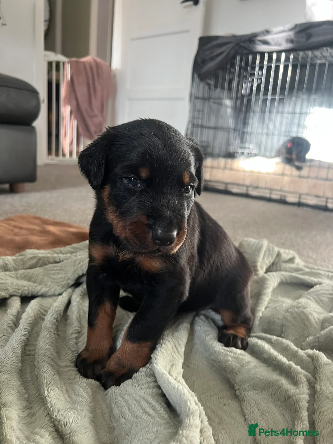Mixed Breed dogs for sale: Adorable Doberman & Beauceron puppies for sale - Advert 30
