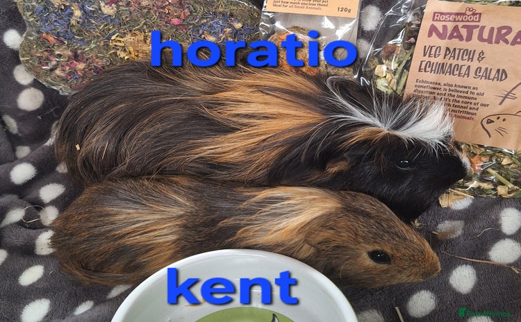 Guinea Pig rodents - Advert 2