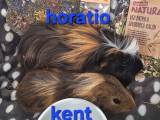 Guinea Pig rodents - Advert 26