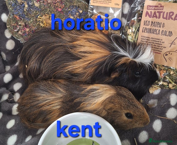 Guinea Pig rodents - Advert 2