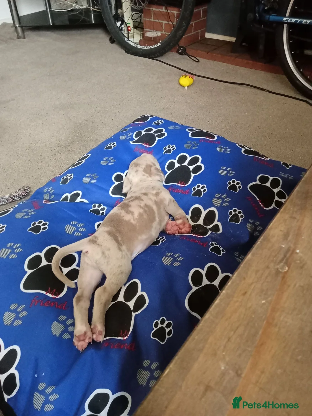 Mixed Breed dogs for sale: Bulldog x cane corso  in Willenhall - Advert 1