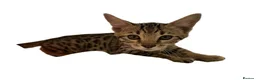 Bengal cats for sale:     Beautiful Rare Sepia Bengal × Savannah Cross  - Advert 6