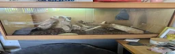 Python Snake reptiles for sale: Royal python female  - Advert 5