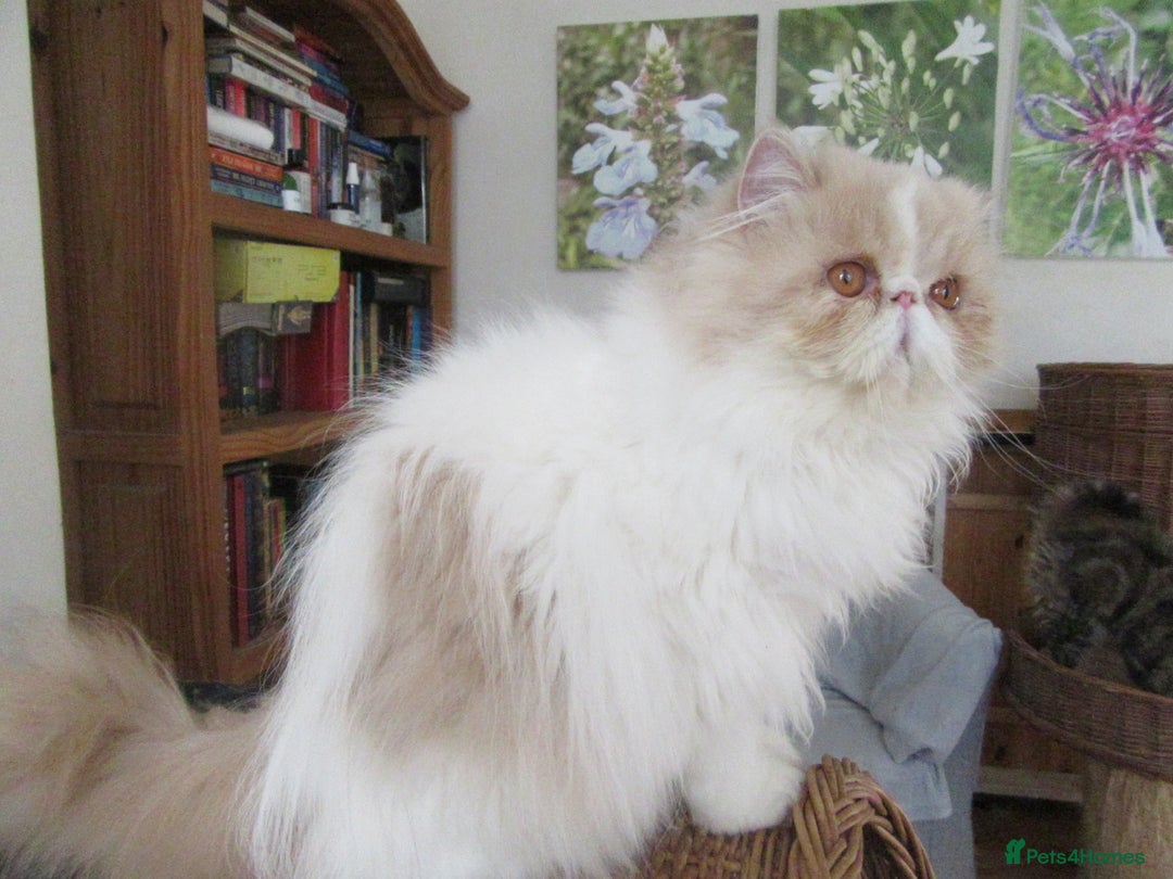 Persian cats for sale: Adorable Pedigree Persian Female Available Now - Image 9