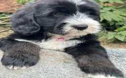 Sheepadoodle dogs for sale: unique sheepadoodles due - Image 33
